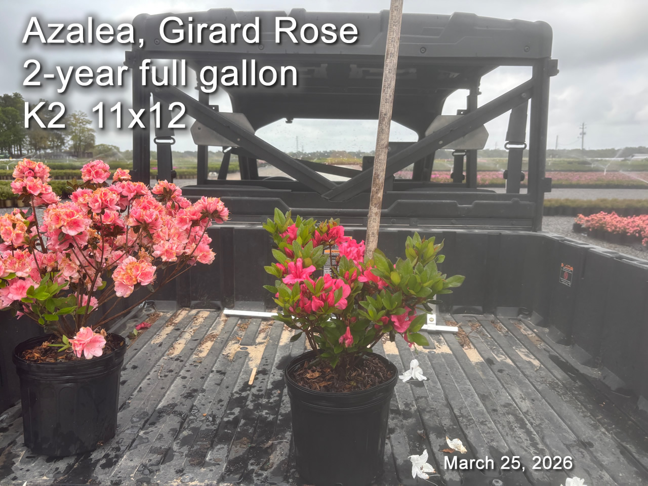 gallery/rose2yf k2 mar25.jpg